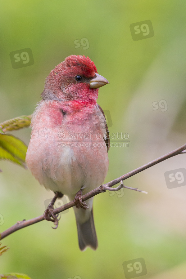 Common Rosefinch